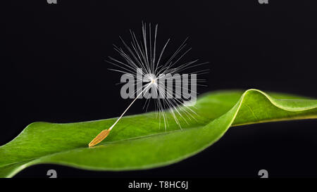 One dandelion seed on green leaf detail. Taraxacum officinale. Fragile fluffy pappus. Spring natural plant with dark background. Hope or mourning idea. Stock Photo