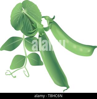 Two pea pods with green leaves on a white background isolated. Organic plant. Editable, layers. Vector Stock Vector