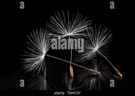 Common dandelion seeds. Artistic closeup. Taraxacum officinale. Melancholy still life. Group of delicate fluffs. Reflection on shiny black background. Stock Photo