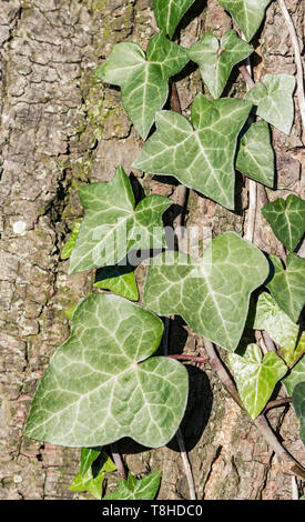 Hedera helix leaves (Common Ivy, English Ivy, European Ivy) growing up a tree in Winter in the UK. Stock Photo
