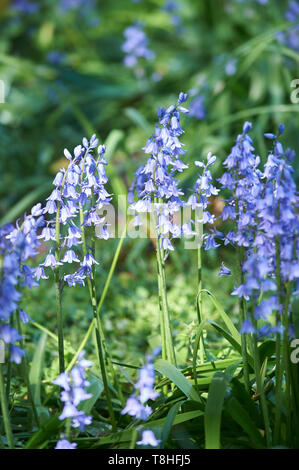 Bluebells (Hyacinthoides non-scripta) growing in the spring sunshine in a Yorkshire woodland, England, UK, GB. Stock Photo