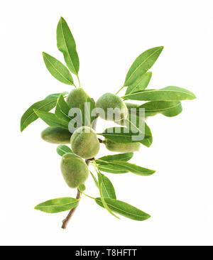 Almonds on the tree at the time of picking. Stock Photo