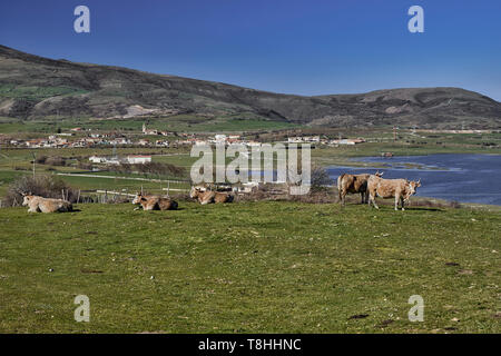 Cows in the meadow of the town of Juliobriga in Retortillo, Cantabria, Spain on a sunny spring day Stock Photo