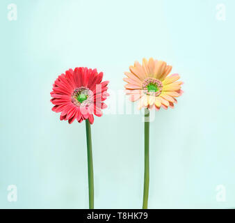 Gerbera daisy on blue background. Minimalistic concept. Stock Photo