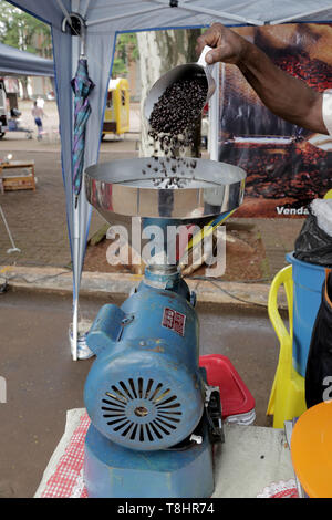 guaratinga, bahia, brazil - march 15, 2023: Conilon coffee