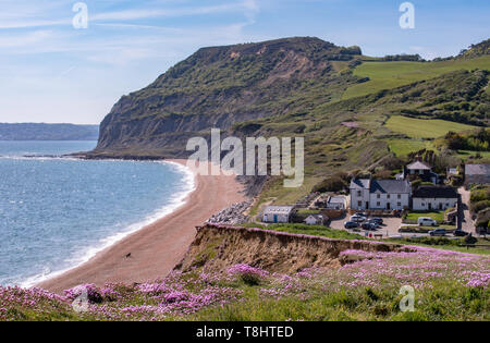Seatown, Dorset, UK. 13th May 2019. UK Weather: A carpet of beautiful of pink sea thrift on the cliff at Seatown as the crystal blue sea sparkles along the South West Coast Path on a gloriously hot and sunny day. Credit: Celia McMahon/Alamy Live News Stock Photo