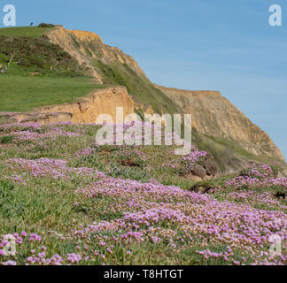 Seatown, Dorset, UK. 13th May 2019. UK Weather: A carpet of beautiful of pink sea thrift on the cliff at Seatown as the crystal blue sea sparkles along the South West Coast Path on a gloriously hot and sunny day. Credit: Celia McMahon/Alamy Live News. Stock Photo