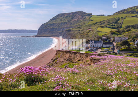 Seatown, Dorset, UK. 13th May 2019. UK Weather: A carpet of beautiful of pink sea thrift on the cliff at Seatown as the crystal blue sea sparkles along the South West Coast Path on a gloriously hot and sunny day. Credit: Celia McMahon/Alamy Live News. Stock Photo
