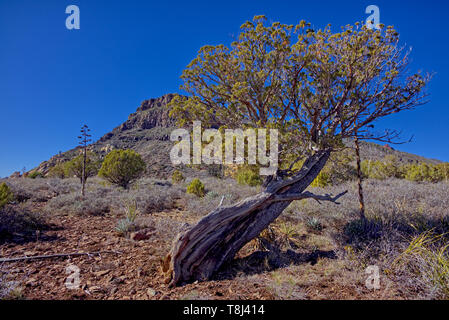 Twisted Juniper Tree, Wilson Mountain, Sedona, Arizona, United States Stock Photo