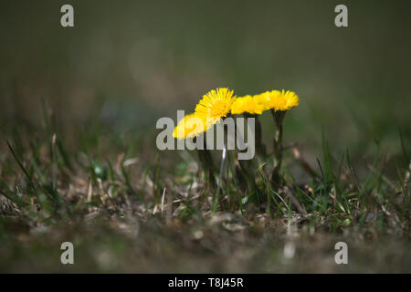 Tussilago farfara yellow flowers, commonly known as coltsfoot. Macro photo with soft selective focus Stock Photo