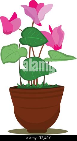 A pot of beautiful cyclamen flowers in pink colour with lot of leaves , vector, color drawing or illustration. Stock Vector