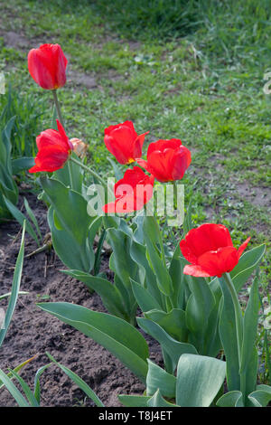 Group of colourful tulip in spring garden. Beautiful close up view of red tulips under sunlight in the garden at the middle of spring. Hybrid Red Tuli Stock Photo