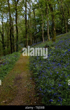 a path leading away through trees in a bluebell filled woodland Stock Photo