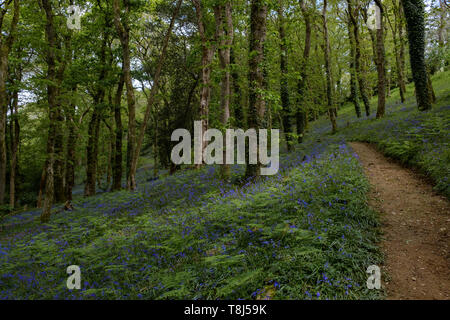 a woodland path leading away through woodland trees with bluebells on either side Stock Photo