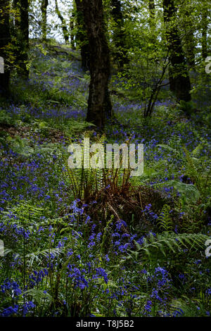 a path leading away through old trees in a bluebell covered woodland Stock Photo