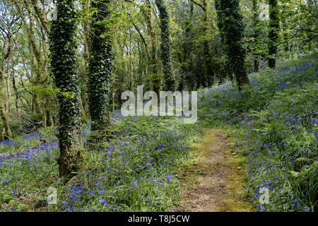 a woodland path leading away through trees with bluebells growing on either side Stock Photo