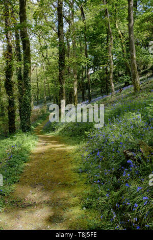 a woodland path leading away through trees with bluebells growing on either side Stock Photo