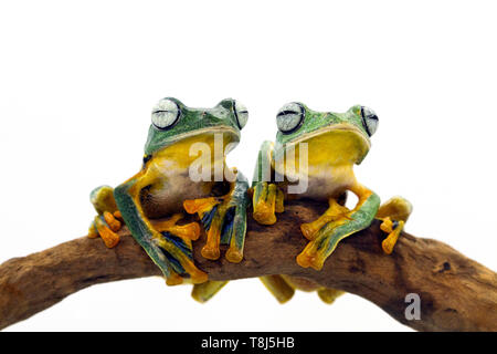 Two Javan tree frogs sitting on a branch, Indonesia Stock Photo