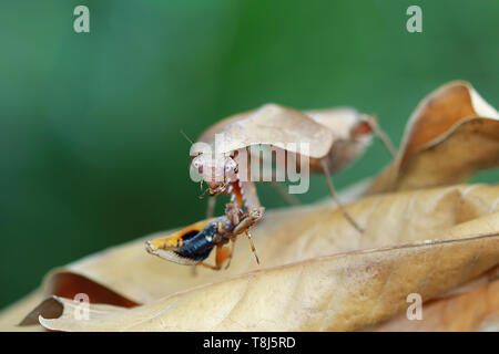 Dead leaf mantis camouflage on dried leaves with prey, Indonesia Stock Photo