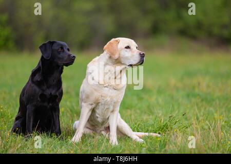 Two Labradors Retriver on a spring meadow. Small depth of field Stock Photo