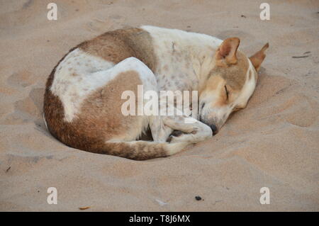 Indian pariah dog sleeping on beach sand in Visakhapatnam. Stock Photo