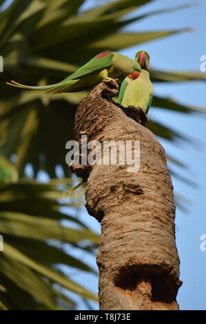 Indian rose ring necked parrot pair on a dead coconut tree trunk Stock Photo