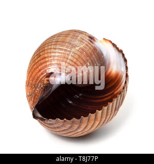 Wet seashell of very large sea snail, Tonna galea or giant tun. Isolated on white background. Stock Photo