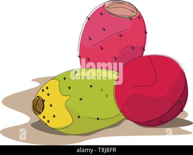 A kind of cactus plant's fruits that are oval-shaped in red and green colors with sharp spines on them set isolated on white background viewed from th Stock Vector