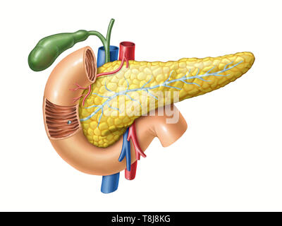 Anatomy drawing showing the pancreas, duodenum, and gallbladder. Digital illustration Stock Photo