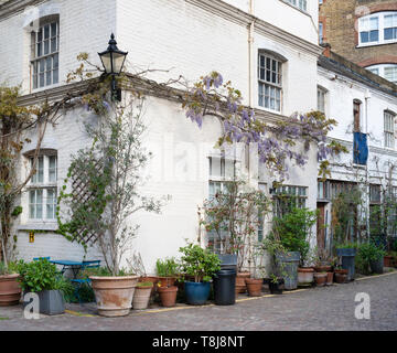 Shrubs and small trees in pots outside houses in Hesper Mews, Earl's Court, Bramham Gardens, London. England Stock Photo