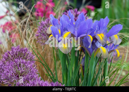 Iris x Hollandica 'Gypsy beauty'. Dutch Irises 'Gypsy Beauty' flowers. UK Stock Photo