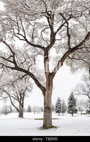 Fremont Cottonwood trees with spring leaves in fresh May 9th springtime snowstorm; Salida; Colorado; USA Stock Photo