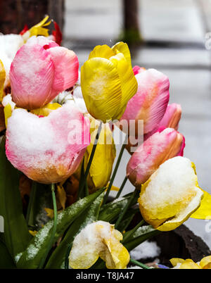 Fresh springtime snow on artifical flowers in garden planter; Salida; Colorado; USA Stock Photo