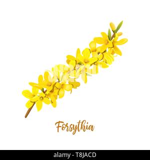 Forsythia suspensa, Easter tree, spring branch with blossoming yellow flowers. Vector illustration. Spring decor. Golden Bell, Stock Vector