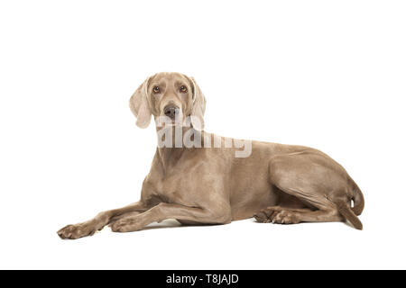 Weimaraner dog lying down looking at the camera seen from the side isolated on a white background Stock Photo