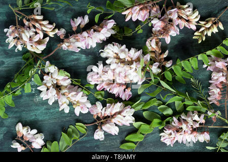 Acacia flower petals- Spring theme Stock Photo