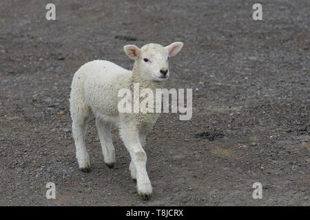 Lamb walking down a country lane. Stock Photo