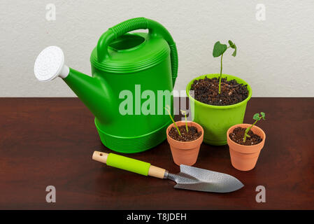 Horizontal shot of a green watering can with white spout with a trowel and three pots with plants ready to be tended to.  Wooden surface next to white Stock Photo