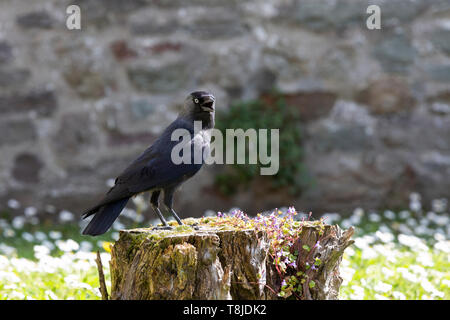 A jackdaw (Corvus monedula) stands on a tree stump Stock Photo