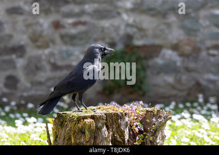 A jackdaw (Corvus monedula) in profile stands on a tree stump Stock Photo