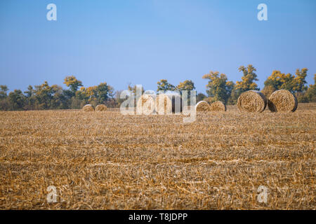 Hay bail harvesting in wonderful autumn farmers field landscape with hay stacks Stock Photo