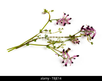 Delicate maroon tipped white flowers of the UK wildflower and annual weed, common ramping-fumitory, Fumaria muralis, against a white background Stock Photo