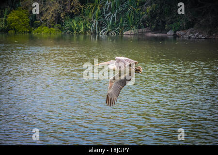 Pelican Bird Flying Over The Water Stock Photo