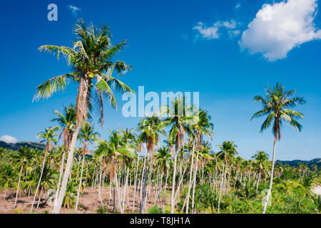 A forest of palm trees on a sunny day Stock Photo