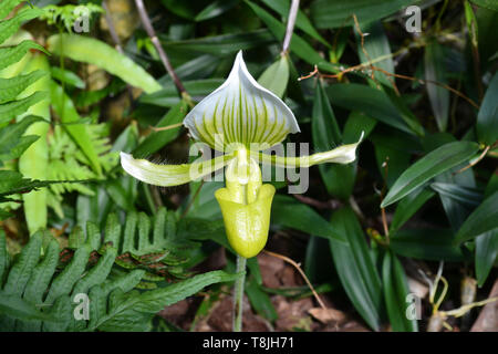 Gorgeous tropical exotic orchid Lady's Slipper flower. Paphiopedilum Maudiae Femma. Venusschuh. Paphia. Close up Stock Photo