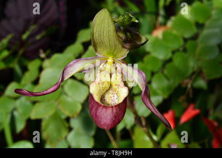 Gorgeous tropical exotic elite orchid Lady's Slipper flower. Phragmipedium Ainsworthii. Venusschuh. Paphia. Close up Stock Photo
