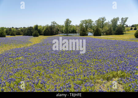 Bluebonnets growing in Ennis, Texas Stock Photo