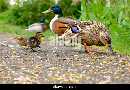 Mallard Duck parents foraging for food with their two Ducklings in an English garden Stock Photo