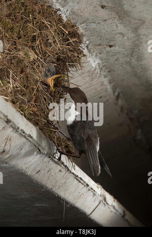 Dipper - Cinclus cinclus feeding in the nest Stock Photo