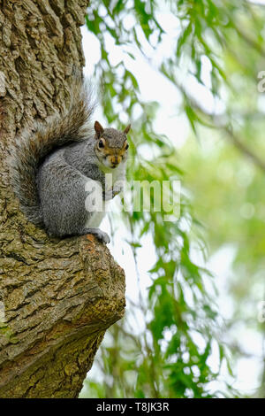 Grey Squirrel sitting on trunk of Weeping Willow tree and looking directly at the camera Stock Photo